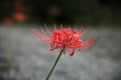嶺岳寺　彼岸花
