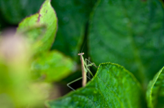 カマキリ