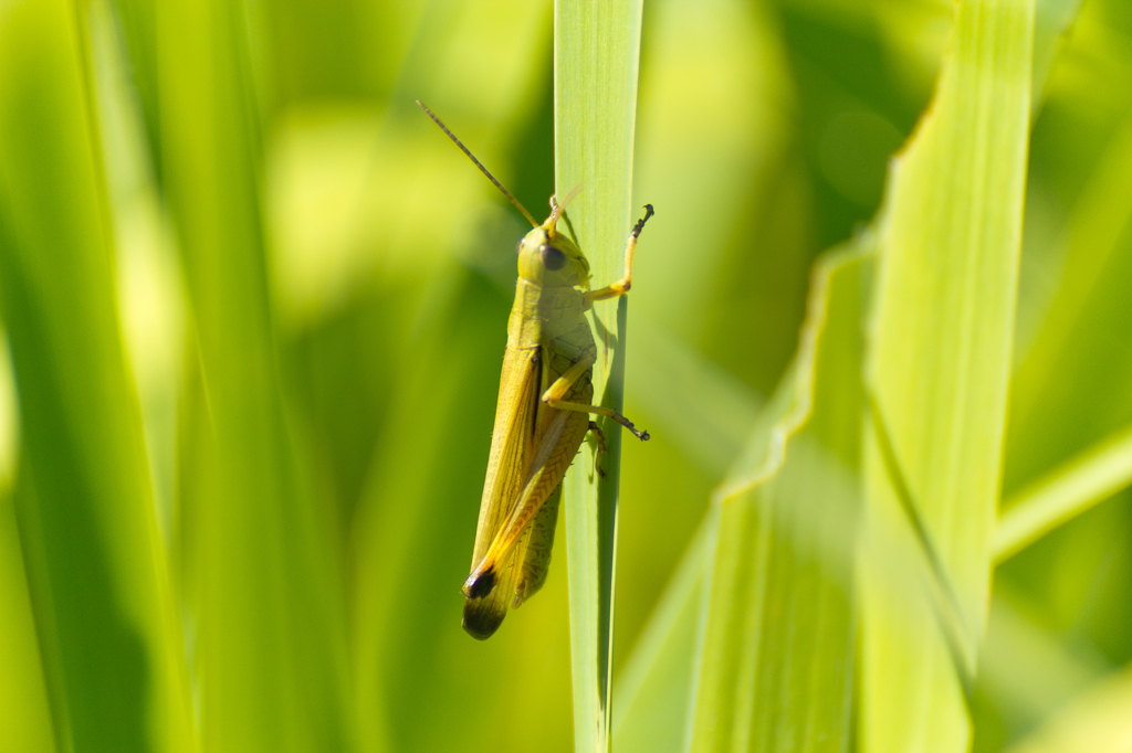 飛蝗