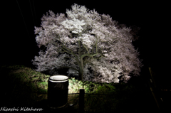 わに塚の桜　ライトアップ⑤