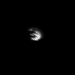 木の枝に隠れた月