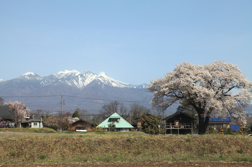 八ヶ岳と桜