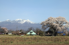 八ヶ岳と桜