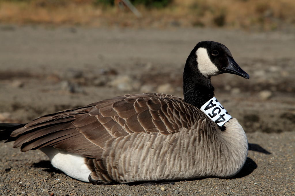 河口湖のカナダガン