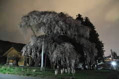 船魂神社の桜　