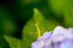 アジサイ上のカマキリ