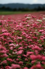 赤そばの花畑