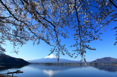 富士山と桜