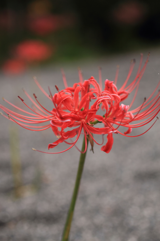 嶺岳寺の彼岸花