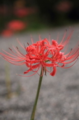 嶺岳寺の彼岸花