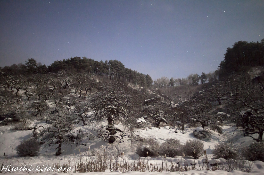 降雪後のしだれ栗