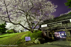 冠木門と桜