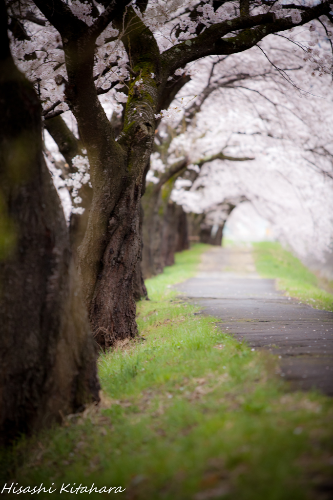 横河川桜並木⑥