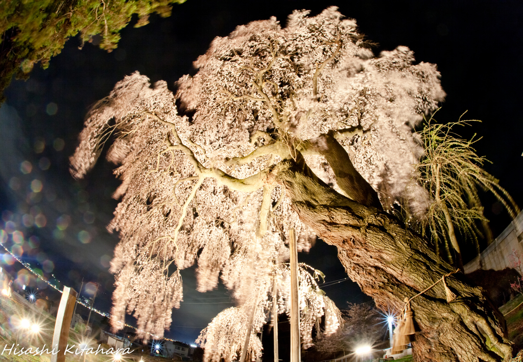 船魂神社の桜　ライトアップ①