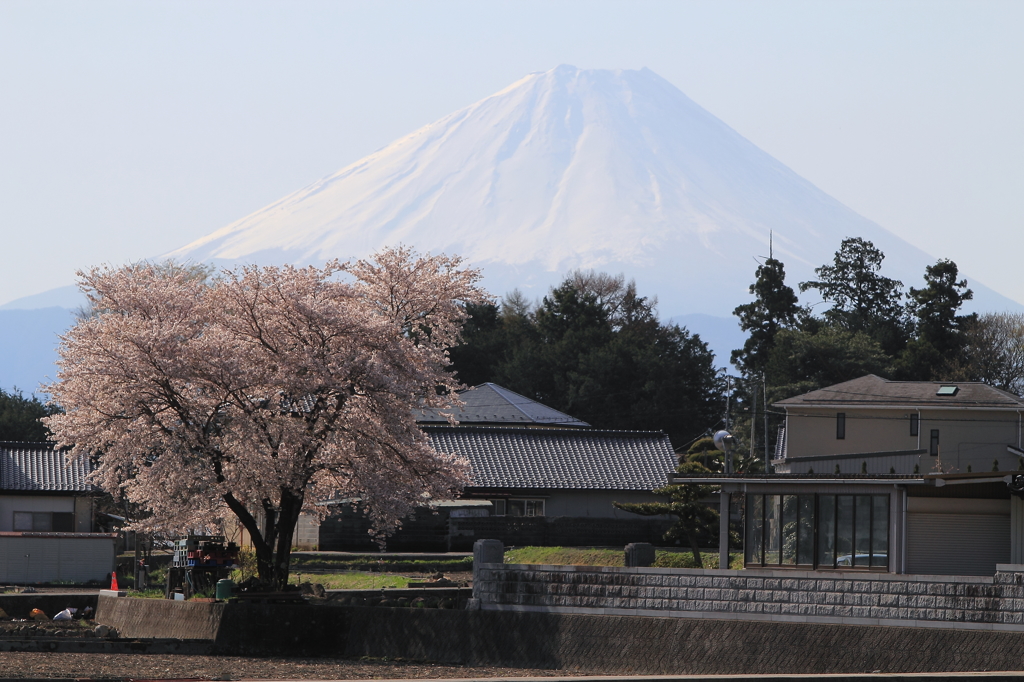 富士山と桜木