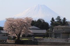 富士山と桜木