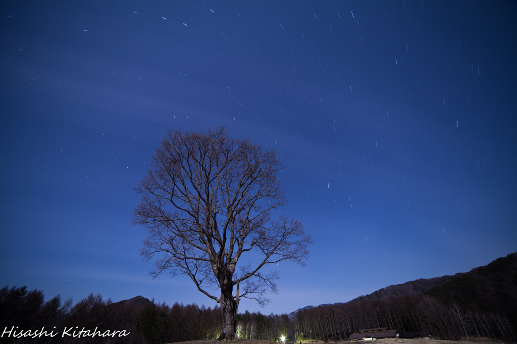コナラの木と星空①
