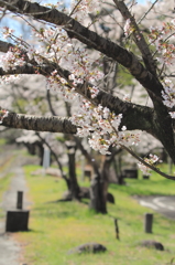 桜並木