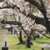 桜並木