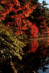 紅葉