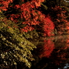 紅葉