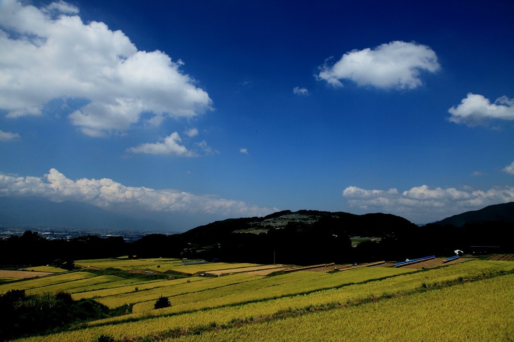 田んぼ
