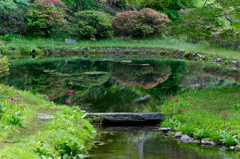 岡谷市常現寺沢のツツジ