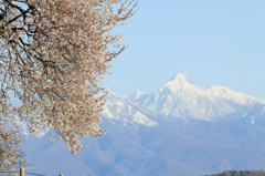 わに塚の桜と八ヶ岳　春ver~