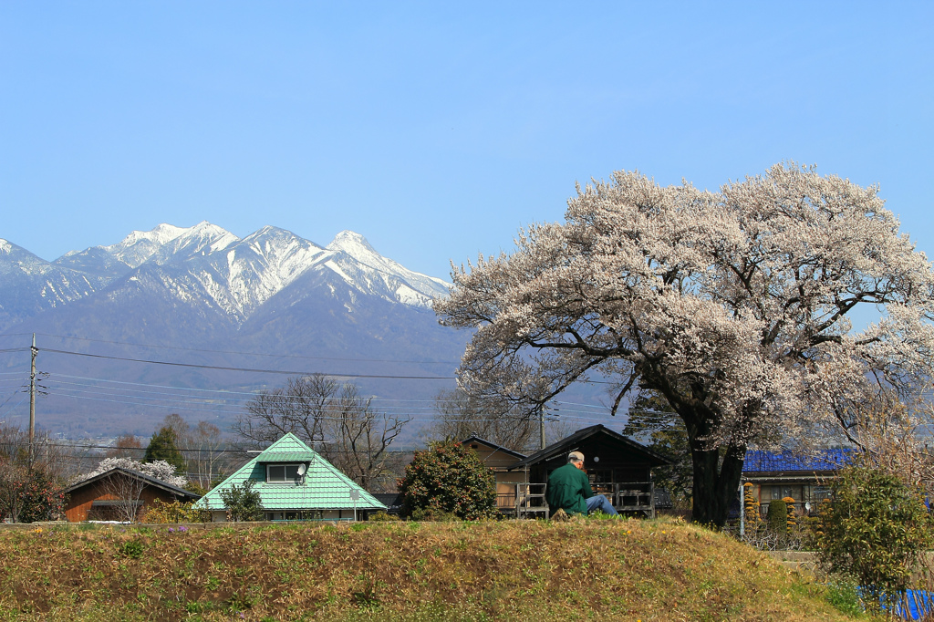 八ヶ岳と桜・・・そして、絵を描くおじいさん