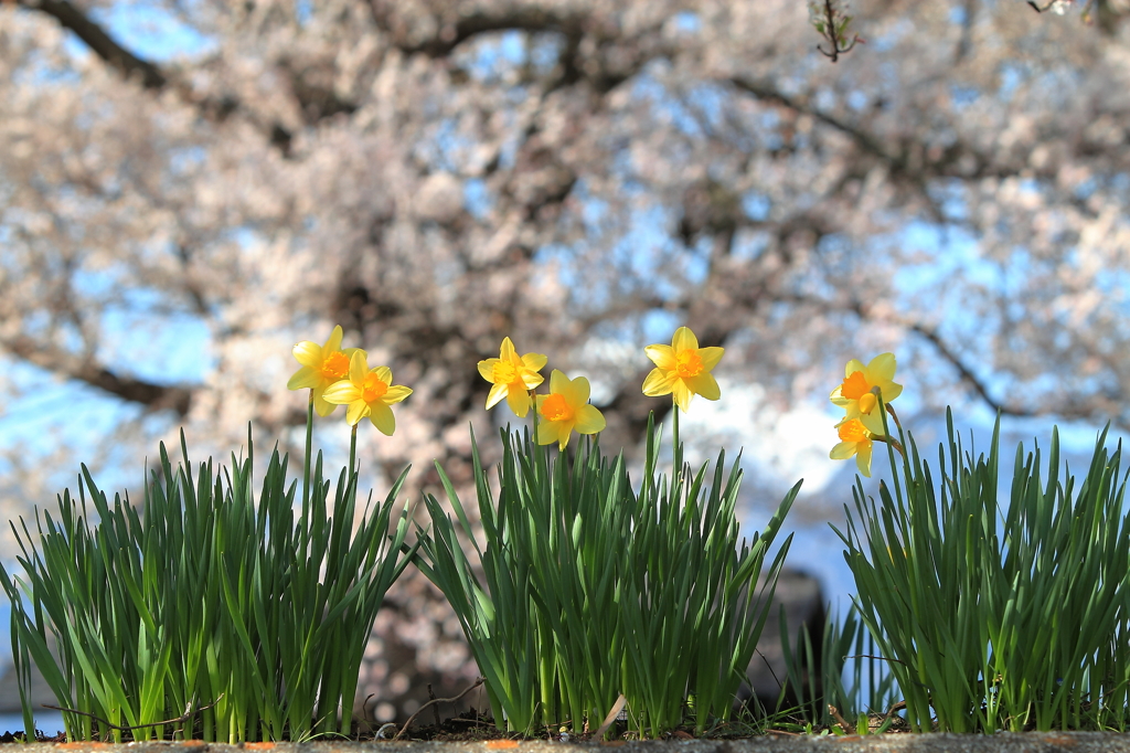 スイセン・・・背景は桜