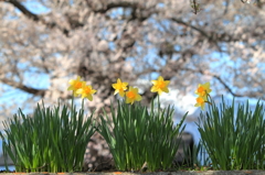 スイセン・・・背景は桜