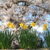 スイセン・・・背景は桜