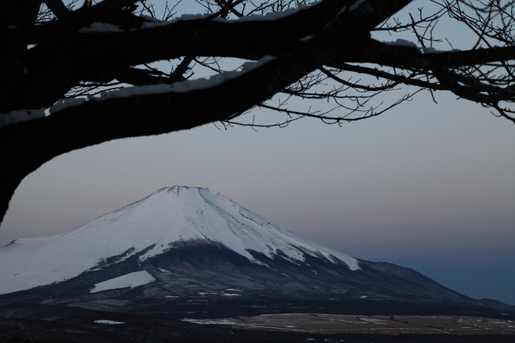 木と富士山