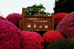 鶴峰公園のツツジ　中部日本一つつじの名所