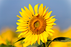 The Helianthus annuus