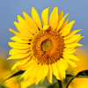 The Helianthus annuus