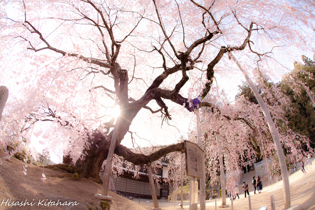 麻績の里 舞台桜②
