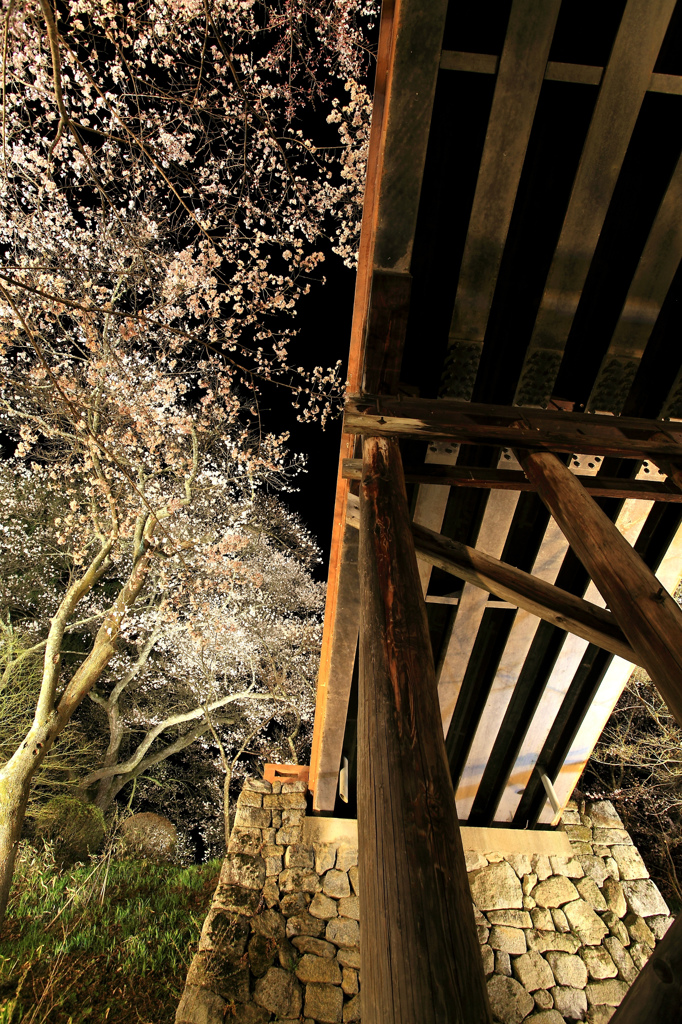真下からの桜雲橋のライトアップ