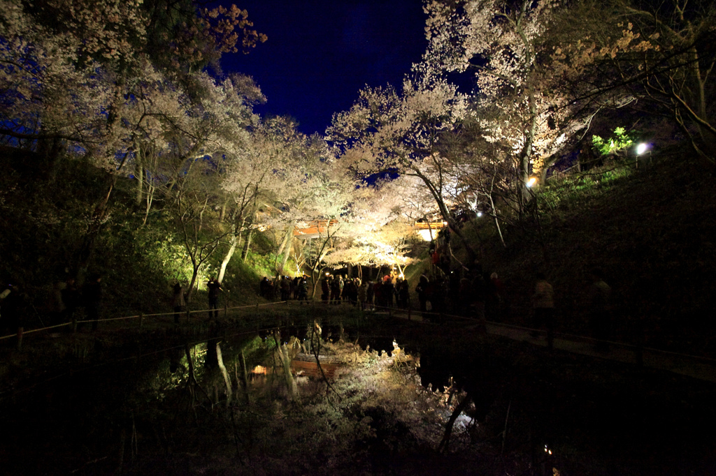 お堀の池に映る桜雲橋