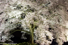わに塚の桜　ライトアップ③