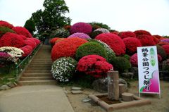 鶴峰公園のツツジ　