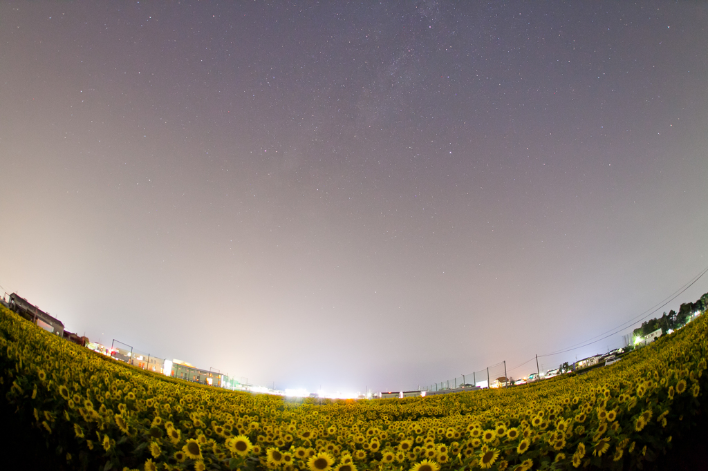 ひまわり畑と星空