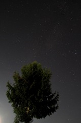 木と星空