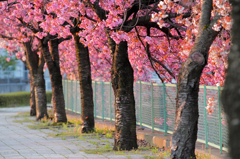 陽の光で色づく八重桜