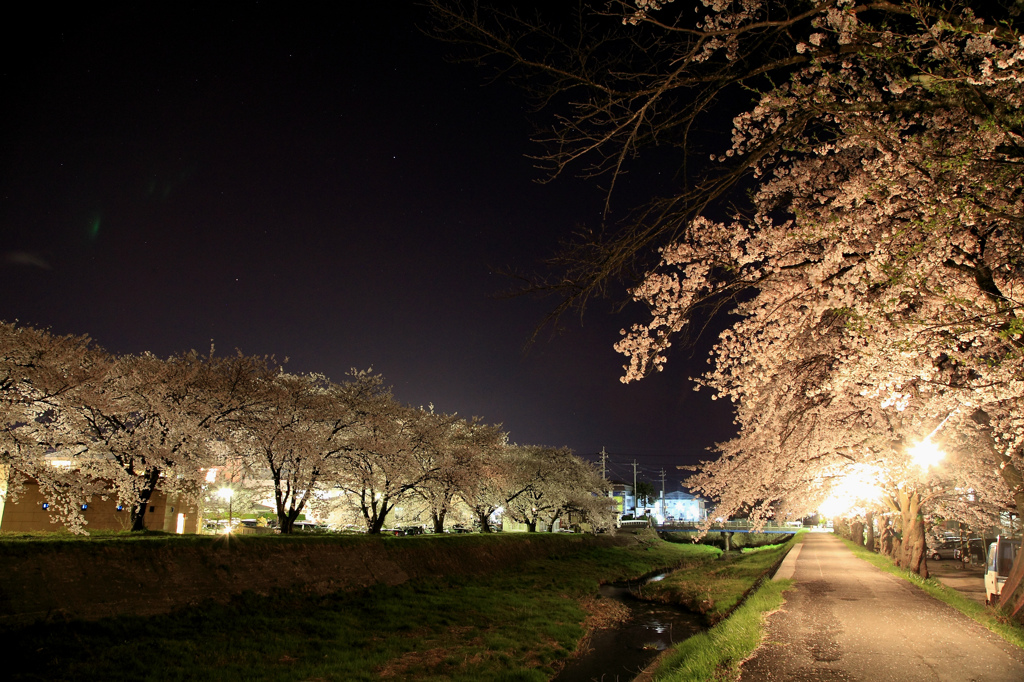 横河川沿いの桜ライトアップ