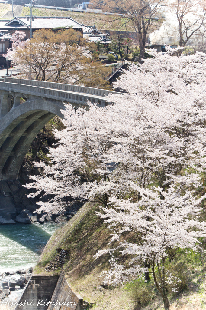 坂戸橋と桜