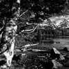 白駒池　モノクロ
