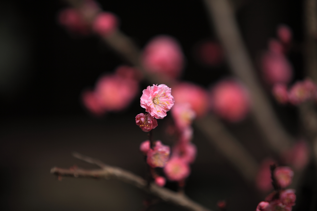 紅梅