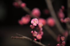 紅梅