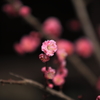 紅梅